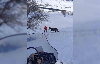 Kurtların saldırısına uğrayan ve dağda mahsur kalan at kurtarıldı
