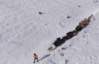 Mardin’de besicilerin zorlu ’kar’ mesaisi: Sürüler beyaz örtüde yol alıyor
