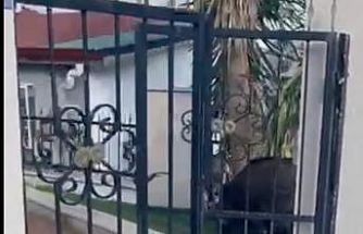 Marmaris Belediyesi’ne domuz davası