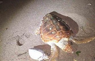 Marmaris’te 2 caretta caretta kıyıya vurdu