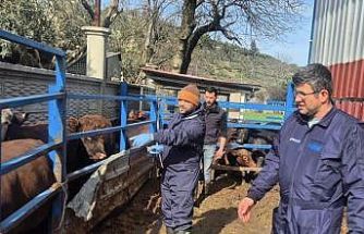 Menteşe’de ithal besilik hayvanların sağlık kontrolleri yapıldı