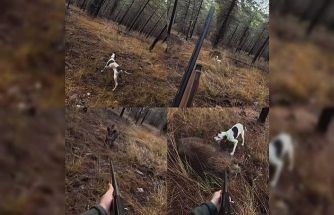 Mersin’de av sırasında domuz saldırısı kamerada