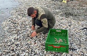 Mersin’de fırtına sonrası binlerce kargı midyesi sahile vurdu: Balıkçılar tek tek topladı