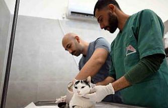 Mersin’de sokak kedileri için yeni merkez hizmete girdi