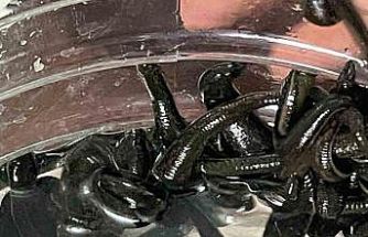 Mezbaha kanıyla besleniyor, birçok hastalığa şifa oluyorlar