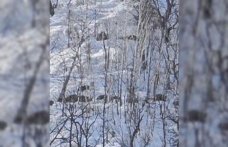 Munzur Vadisi’nde karlı dağlarda yiyecek arayan domuz sürüsü görüntülendi
