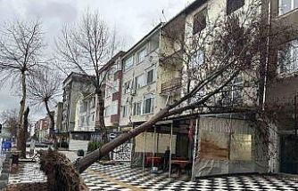 Muratlı’da ağaç kahvehanenin çatısına devrildi