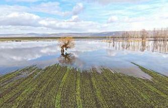 Muş’ta eriyen kar ve sağanak ovayı sular altında bıraktı