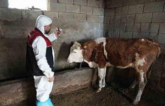 Muş’ta şap ve şarbon aşılama kampanyası başladı