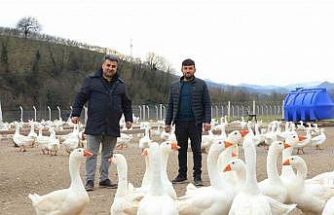 Ordu’da ‘alım garantisi’ ile kaz yetiştiriciliği büyüyor