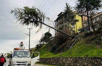 Ordu’da çam ağacı yüksek gerilim hattına devrildi