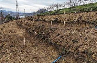 Ordu’da fındıkta verimi arttırmak için yeni teknikler