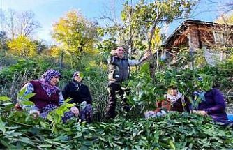 Orman köylüsü ekmeğini topraktan çıkartıyor