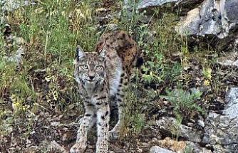 "Ormanın hayaleti" vaşak Kemaliye’de görüntülendi