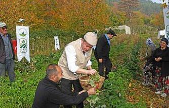 Osmangazi Belediyesinden dağ köylerinde ahududu seferberliği; hedef 100 dönüm
