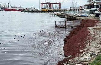 Poyraz sahili kırmızıya boyadı