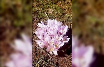 Pülümür Vadisi’nde çiğdemler yalancı bahara aldandı