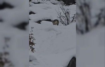 Pülümür Vadisi’nde yiyecek arayan kurt kamerada