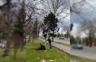 Rüzgardan devrilen ağaçlar temizleniyor