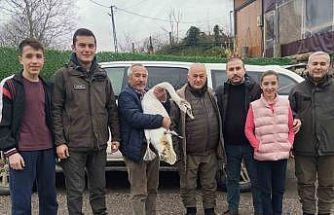 Sahil kenarında bulunan kuğu koruma altına alındı