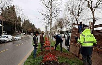 Sakarya’da 3 ayda 2 bin 500 ağaç dikildi
