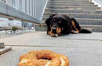 Samsun’da 1 yılda 60 bin hayvana çip takıldı