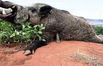 Samsun’da avlanma pulundan 5 milyon TL gelir