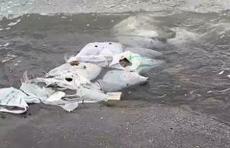 Samsun’da denizde çuvallar içinde inşaat malzemesi bulundu
