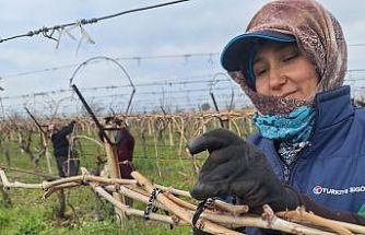 Sarıgöl Ovası’ndaki bağlarda hummalı çalışma