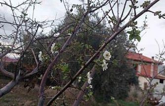Sarıgöl’de ağaçlar çiçek açtı, dağlar mantar doldu