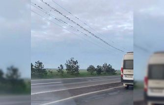 Sığırcıkların erken bahar provası