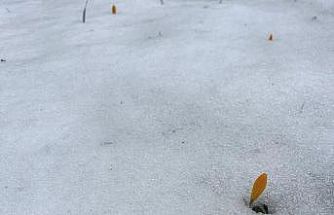 Simav Gölcük Yaylası’nda karda açan çiğdemler ilgi görüyor