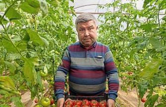 Simav’da yetişen ’coğrafi işaretli’ Eynal domatesi pazarlarda ilgi görüyor