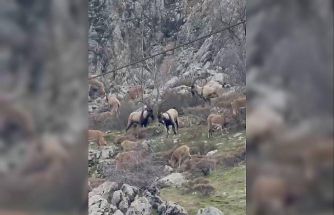 Sincik boğazına dağ keçileri indi