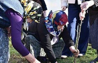 Sinop’ta kuşaklar arası gönül köprüsü fidanlarla kuruldu