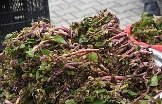 Sinop’ta şifa kaynağı zılbıt pazara indi