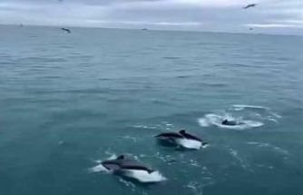 Sinop’ta yunusların balıkçı teknesiyle dansı kamerada