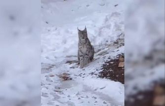 Şiran’da yerleşim alanında vaşak görüntülendi