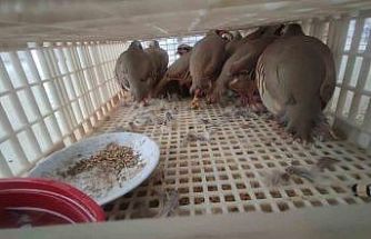 Şırnak’ta 40 adet kanatlı hayvan ele geçirildi