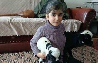 Soğuk hava kuzuları eve taşıdı: Elazığ’da yeni doğan kuzular biberonla besleniyor