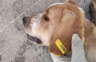 Sokak hayvanlarının kısırlaştırılmasına 7,7 milyon TL ödenek