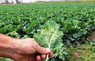 Tarımsal üretimde Samsun başı çekiyor