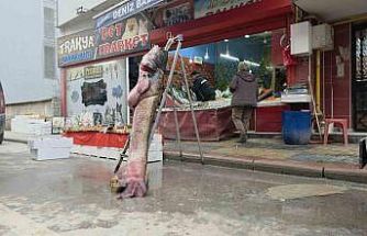 Taşkın dev balığı kıyıya attı: 102 kilo, 2.40 metre