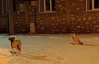 Tilki ile sokak köpeğinin dostluğu kameraya yansıdı