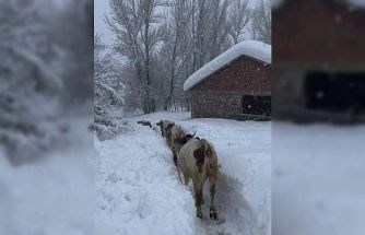 Tunceli’de kar kalınlığı 1,5 metreyi aştı: İnekler karda kayboldu