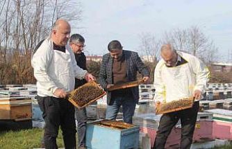 Türkiye’de en fazla bal üretiminin yapıldığı Ordu’da arıcılar sezona hazırlanıyor