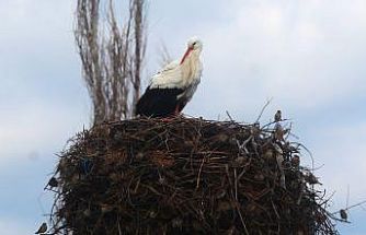 Yılın ilk leylekleri gelmeye başladı, ilk gören 1 çuval unu kaptı