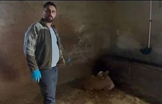 Yozgat’ta ahırlara yıldırım düştü, hayvanlar telef oldu