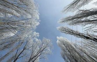 Yüksekova’da sisle birleşen kırağı ağaçları sanat eserine dönüştürdü
