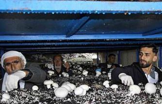 2 bin yıllık tarihi mağarada mantar üretim tesisi kurdu